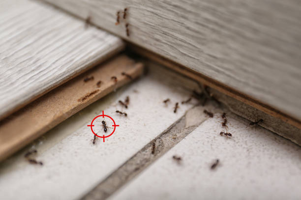 Wildlife Control Services in Mahtomedi, MN